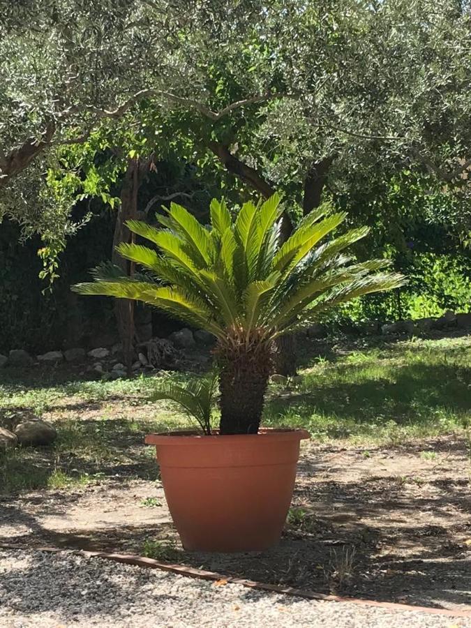 L'Ulivo In Villa Greco Tindari Esterno foto
