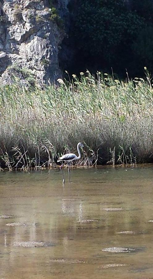 L'Ulivo In Villa Greco Tindari Esterno foto